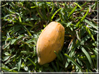 foto Flora e la Fauna alle Seychelles